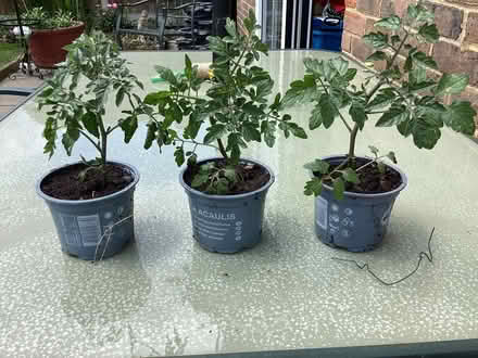 Photo of free 3 tomato plantsi (Maidstone ME15) #1