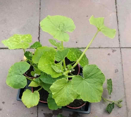 Photo of free 4 Squash plants (Dunstable LU6) #1