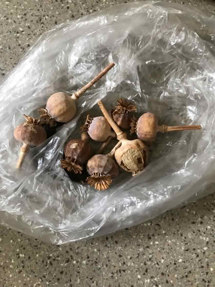 Photo of free Poppy seed heads (Shepherds Bush) #1