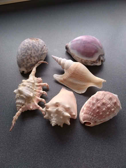 Photo of free shells (Yew Tree WS5) #1