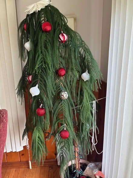 Photo of free Norfolk Pine 6ft (Brookfield) #1