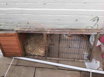 Photo of free Guinea pig stuff (Chester) #4