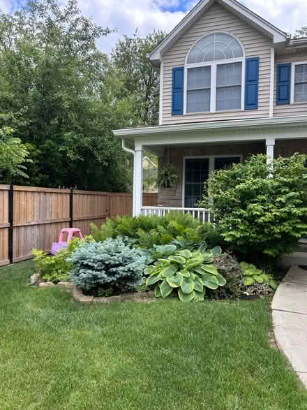 Photo of free 7 foot tall Burning Bush shrub (North Wheaton) #2