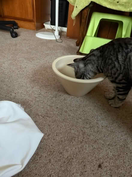 Photo of free Pottery planter bowl (BH8 Bournemouth) #4