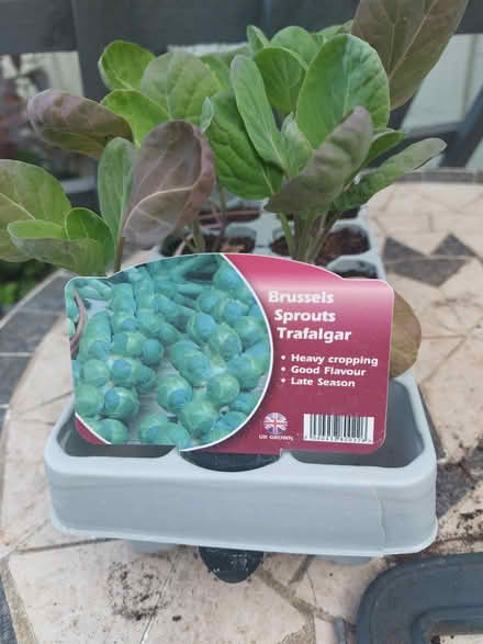 Photo of free Brussel Sprout plants (Walsall WS1) #2