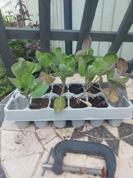 Photo of free Brussel Sprout plants (Walsall WS1) #1