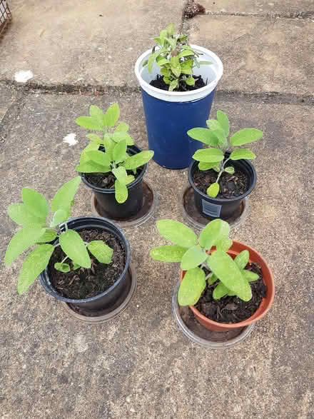 Photo of free Sage plants (Goldington, Bedford) #1