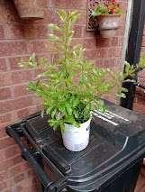 Photo of free Cotoneaster plant (Lower Earley RG6) #1