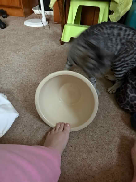 Photo of free Pottery planter bowl (BH8 Bournemouth) #2