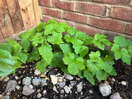 Photo of free Various Garden Shrubs and Rosemary (Kings Chase SO51) #3