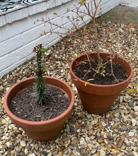 Photo of free Pomegranate and Monkey Puzzle (Shrewsbury SY1) #1