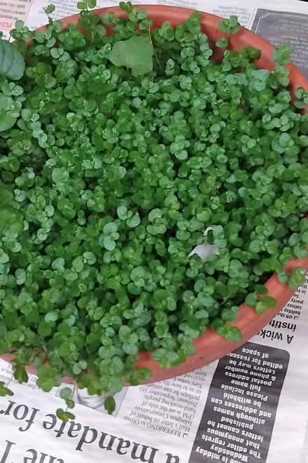 Photo of free Moneywort plant (islington N1) #1