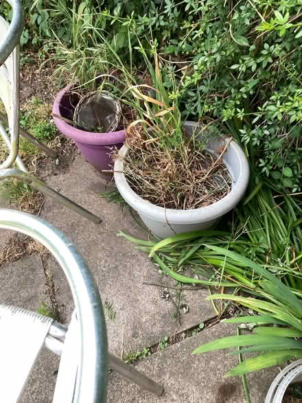 Photo of free Large Plastic Garden Planters (St James, South Elmham IP19) #1