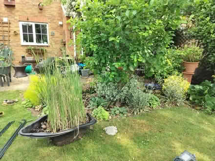 Photo of free Garden pond (Southcote RG1) #1