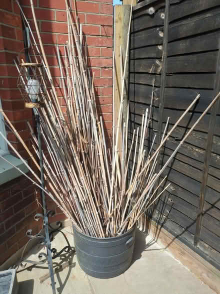 Photo of free Bamboo canes (Boscombe, BH1) #1