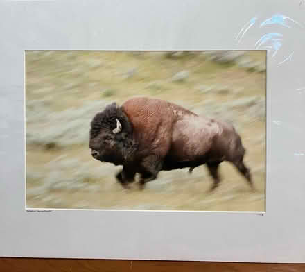 Photo of free 2 Wildlife Photographs (Matted) (Sunnyvale CA) #2