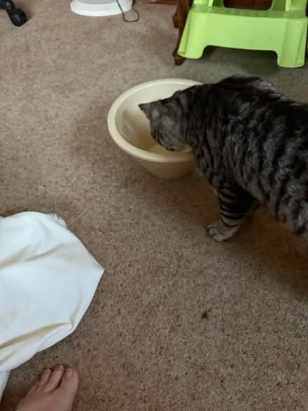 Photo of free Pottery planter bowl (BH8 Bournemouth) #3