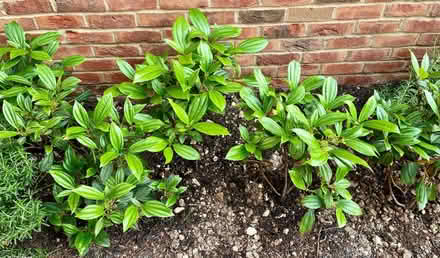 Photo of free Various Garden Shrubs and Rosemary (Kings Chase SO51) #2