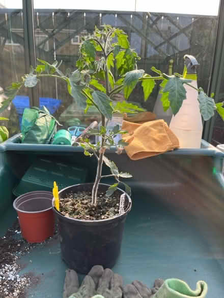 Photo of free Tomato plant (West Boldon) #1