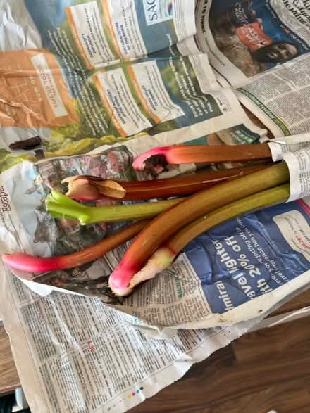 Photo of free Fresh rhubarb (Hawley) #1