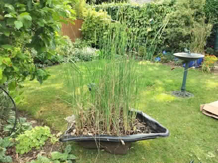 Photo of free Garden pond (Southcote RG1) #2