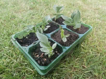 Photo of free Six young broad bean plants (Maxton TD6) #1