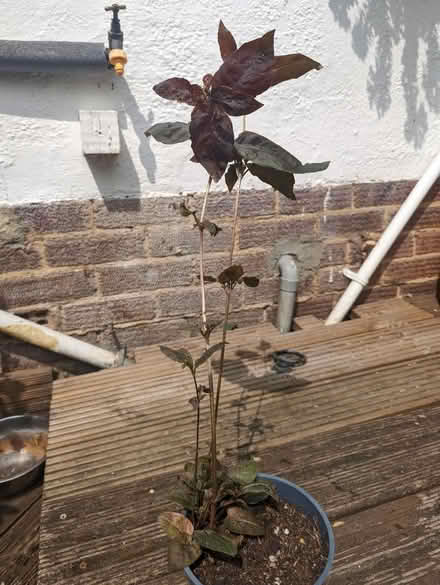 Photo of free Lysimachia ciliata (Tonbridge TN10) #1