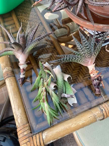 Photo of free Aloe Vera well grown offshoots (Bexhill TN39) #1