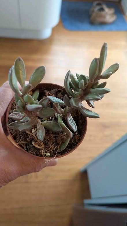 Photo of free Succulents. (Westgate LA3) #3