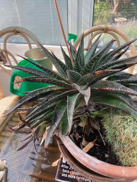 Photo of free Aloe Vera well grown offshoots (Bexhill TN39) #2