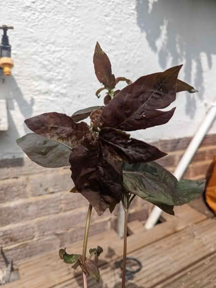 Photo of free Lysimachia ciliata (Tonbridge TN10) #2