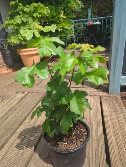 Photo of free Field maple (Tonbridge TN10) #1