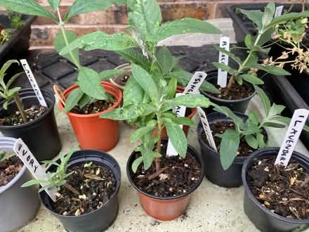 Photo of free 2 remaining Buddlia available mixed varieties (Leegomery TF1) #1