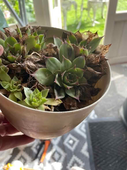 Photo of free Alpine Rockery plants In a tub (Welling DA16) #1