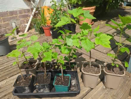 Photo of free Red and black currants mix (Tonbridge TN10) #1