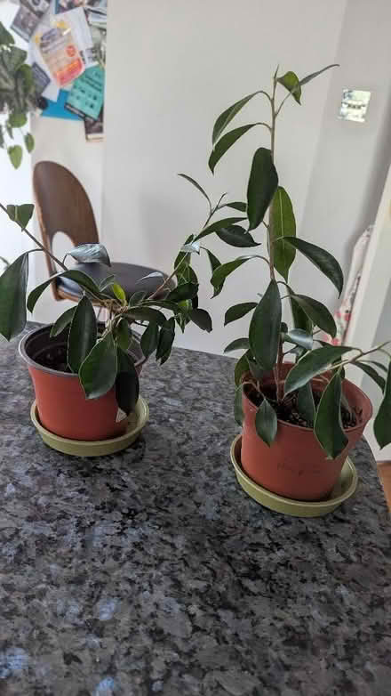 Photo of free 3 houseplants (Westgate LA3) #2