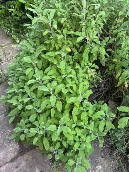 Photo of free Herbs (Weston) #1