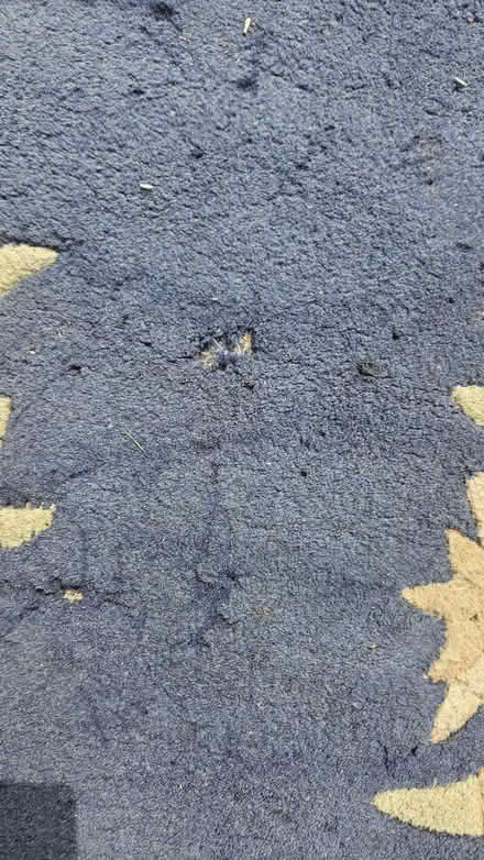 Photo of free Oriental Rug (Broadstairs CT10) #3