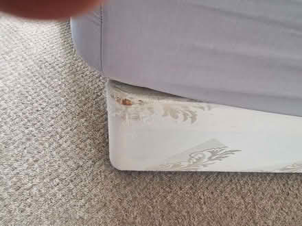 Photo of free Double bed base no mattress (Hampden Park BN22) #3