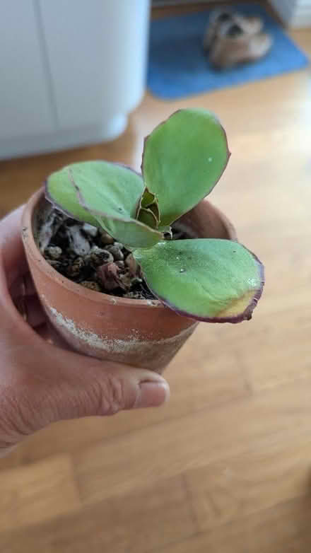 Photo of free Succulents. (Westgate LA3) #1