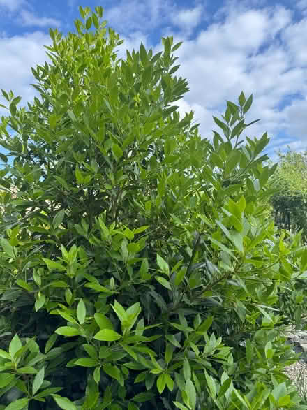 Photo of free Herbs (Weston) #2