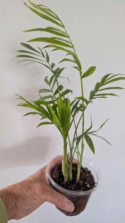 Photo of free 3 houseplants (Westgate LA3) #1