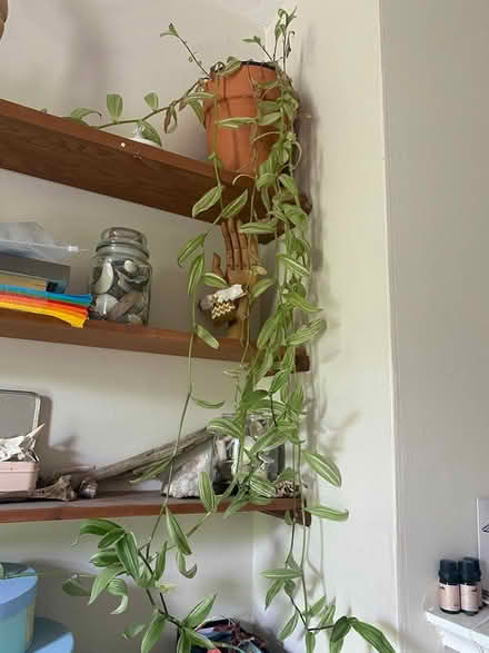 Photo of free Plant (Iffley OX4) #1