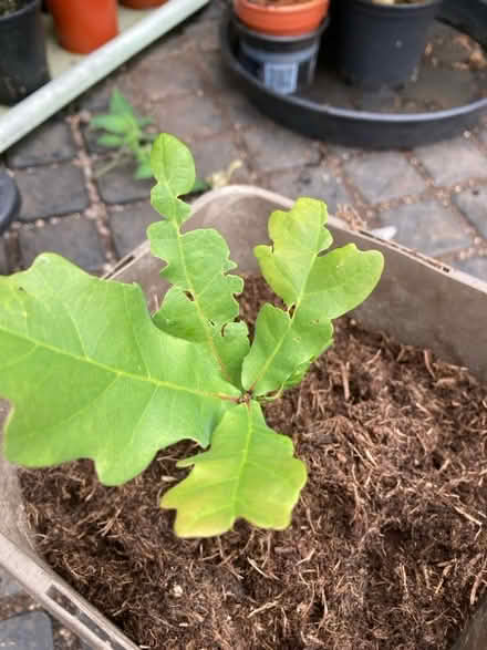Photo of free Potted local oak, hedge forest bonsai (Leegomery TF1) #1