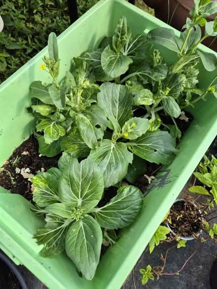 Photo of free Pak choi (Bracknell RG12) #1