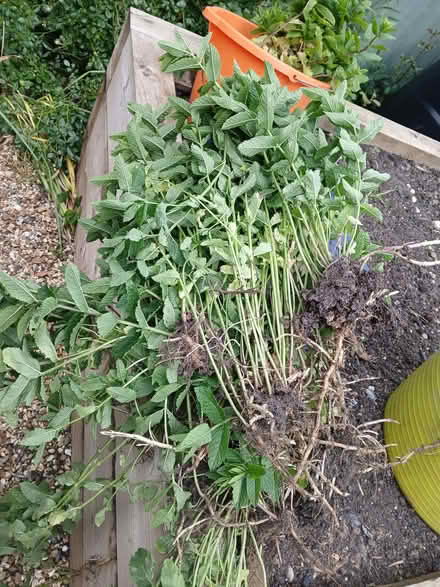 Photo of free garden mint (Parkstreet AL2) #1