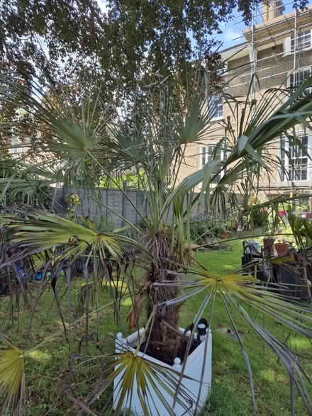 Photo of free Mexican fan palm (Blackheath, SE13) #3