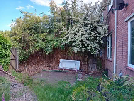 Photo of free Bamboo canes (Earlham NR4) #1