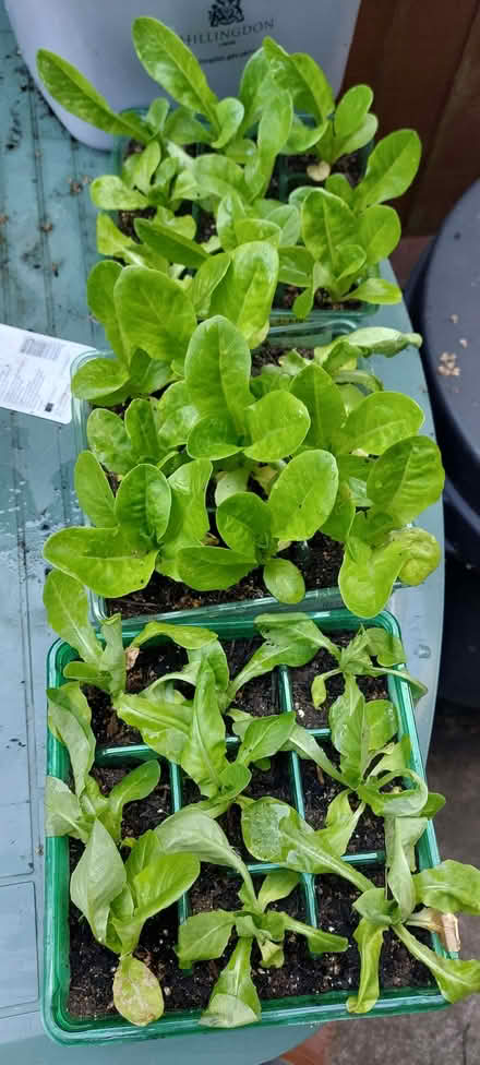 Photo of free 3 x lettuce plants Inc trays to go (Hillingdon UB10) #1