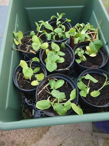 Photo of free Plants (Appleby-in-Westmorland CA16) #1